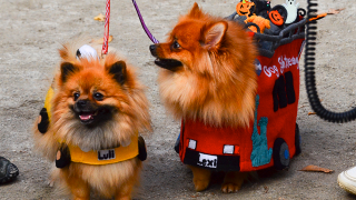 Illustration for article titled The Best Costumes From The Tompkins Square Dog Parade